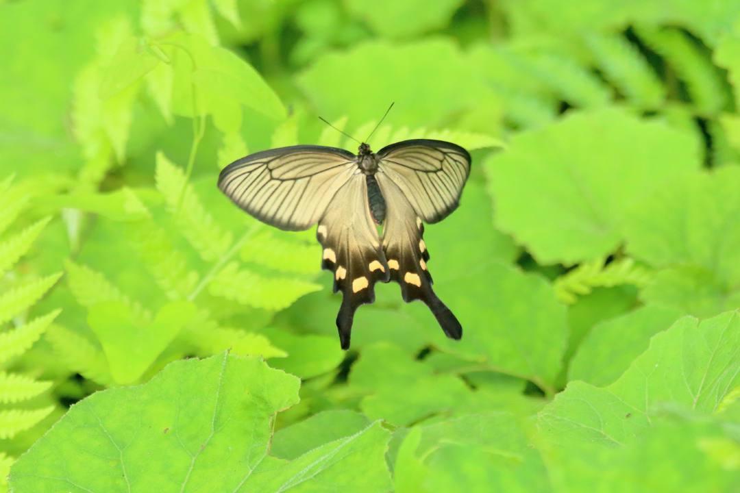 ジャコウアゲハ_e0403850_20232271.jpg