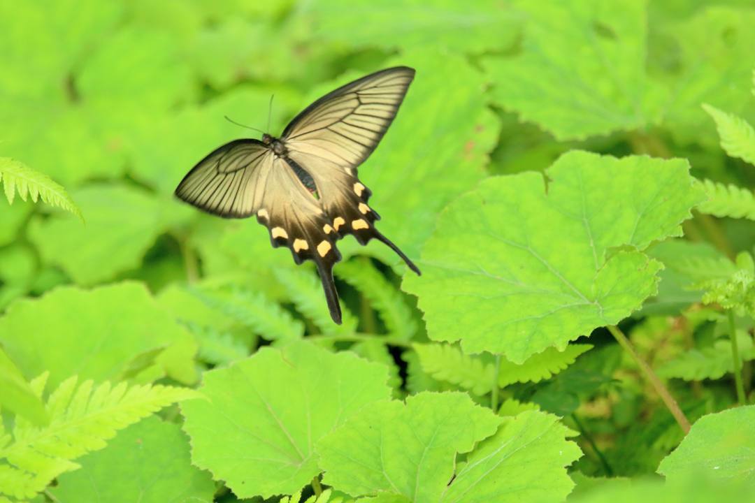 ジャコウアゲハ_e0403850_20243706.jpg