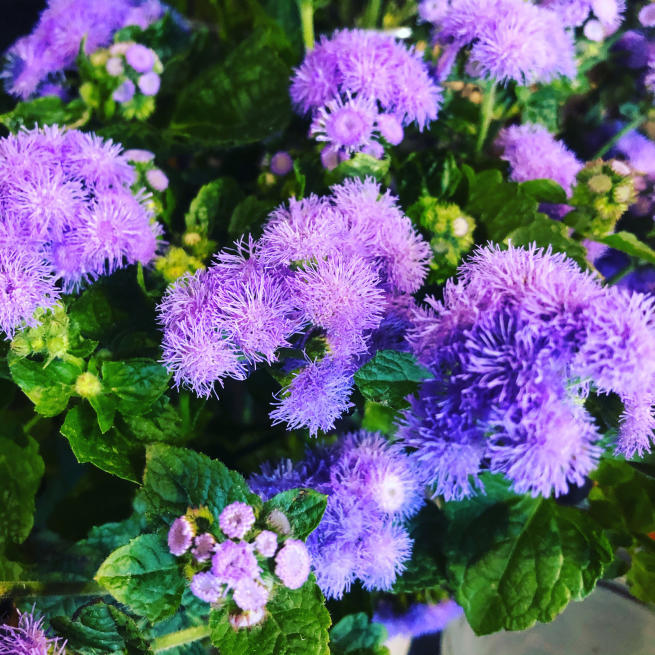 アゲラタム 目黒区 都立大の 花屋 Moco 花と 植物で楽しい毎日 一人で全力で営業中