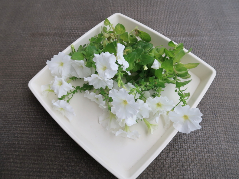 ベランダ園芸 わが家の花 ペチュニア、ペンタスなど : ニッキーの