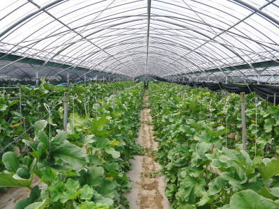 熊本産!匠の高級マスクメロン(アールスメロン)を令和2年より新規販売、7/23より予約受付開始決定!(前編)_a0254656_21261482.jpg