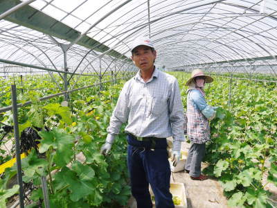 熊本産!匠の高級マスクメロン(アールスメロン)を令和2年より新規販売、7/23より予約受付開始決定!(前編)_a0254656_22274734.jpg