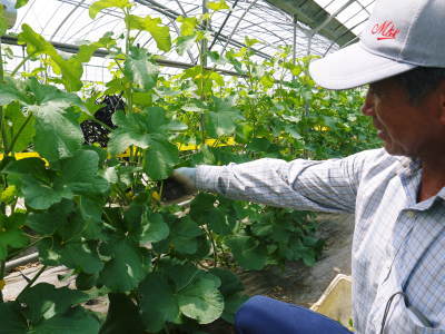 熊本産!匠の高級マスクメロン(アールスメロン)を令和2年より新規販売、7/23より予約受付開始決定!(前編)_a0254656_22302229.jpg