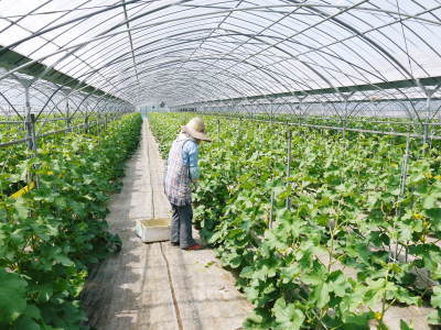 熊本産!匠の高級マスクメロン(アールスメロン)を令和2年より新規販売、7/23より予約受付開始決定!(前編)_a0254656_22332770.jpg