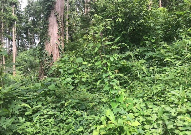 ヤマザクラの苗木、下草に呑み込まれピンチ7・19_c0014967_09261438.jpg