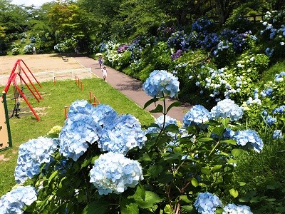 大仏公園のあじさい_2020.07.18_d0131668_10573661.jpg