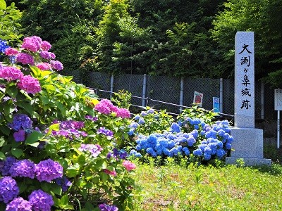 大仏公園のあじさい_2020.07.18_d0131668_10585257.jpg
