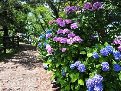 大仏公園のあじさい_2020.07.18_d0131668_1102583.jpg
