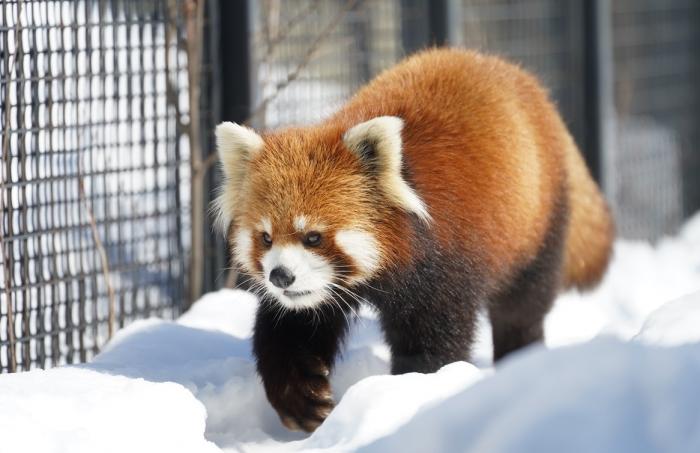 自分用覚書 動物園での過失事故まとめ その２ ハープの徒然草