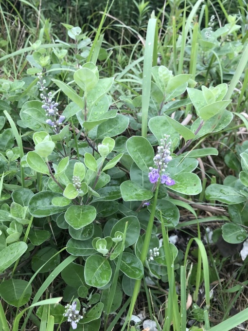ハマゴウがさきだした リンとヒメの散歩道