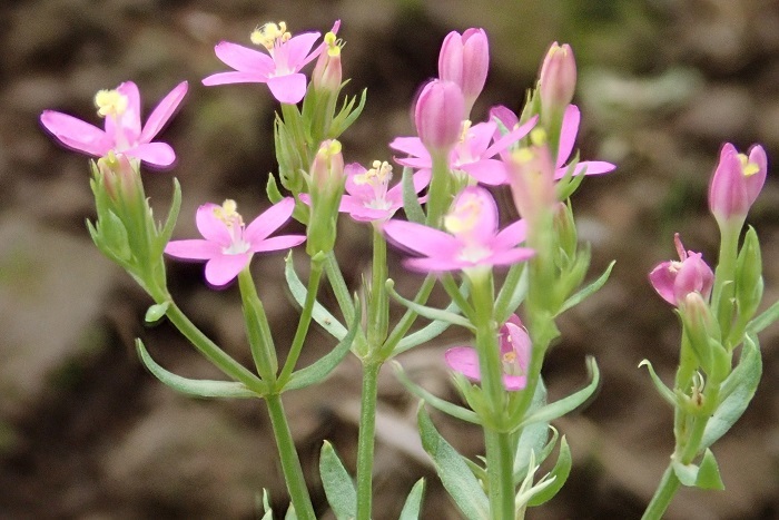 ハナハマセンブリ 白花ツユクサ ムラサキシジミ 里山の四季