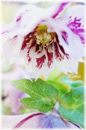 花雛_d0387712_23114625.jpg