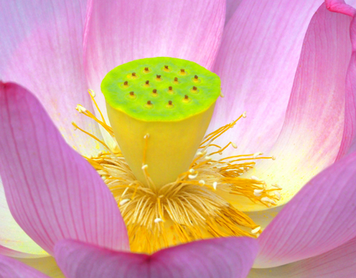 上野不忍池のハスの花（７月１９日　寫壇太陽撮影会）_a0023315_23503510.jpg