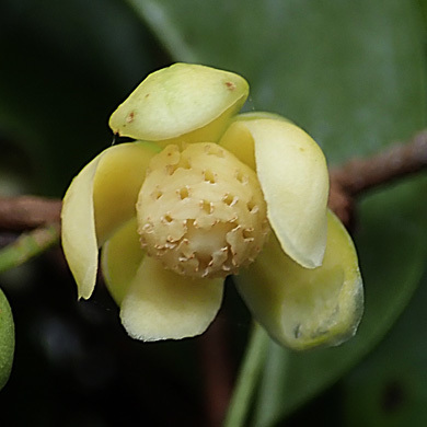 サネカズラの両性花 樹木見て歩き