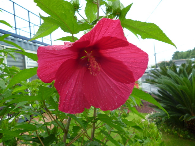 群馬県太田市のグリーン工事もお任せ! ガーデンフローの庭に「タイタンビカス」の花が開き始めました!_e0361918_11552501.jpg