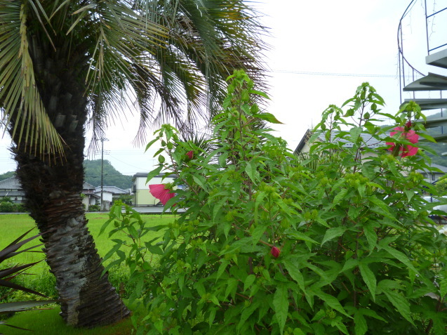 群馬県太田市のグリーン工事もお任せ!　ガーデンフローの庭に「タイタンビカス」の花が開き始めました！_e0361918_11581956.jpg