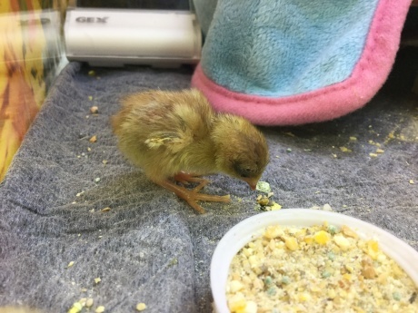 200724 ウズラ_f0189122_19401692.jpeg