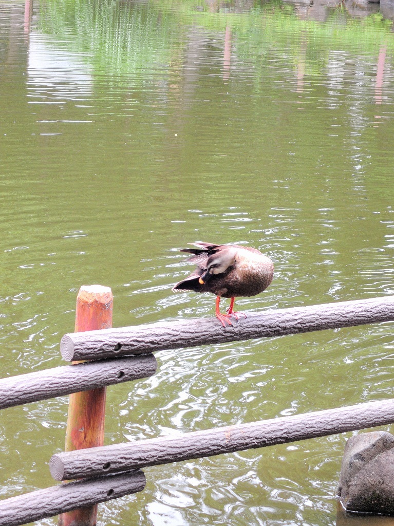 ある風景：Kikuna pond, Yokohama@July #2_c0395834_23205104.jpg