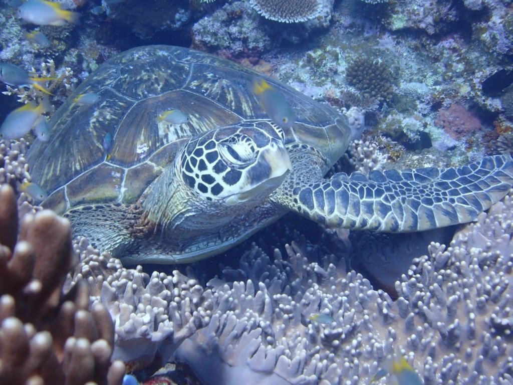 夏の海は楽しいネ(^^♪_a0189838_20540229.jpg