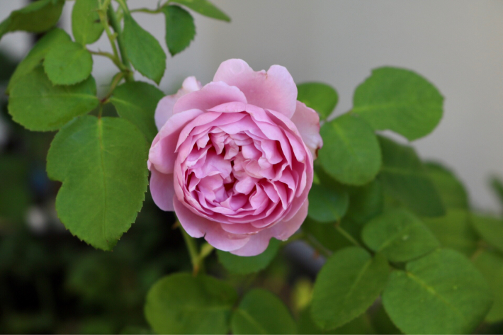 今朝のバラ｜園芸日記byオシキャット｜みんなの趣味の園芸｜1327189