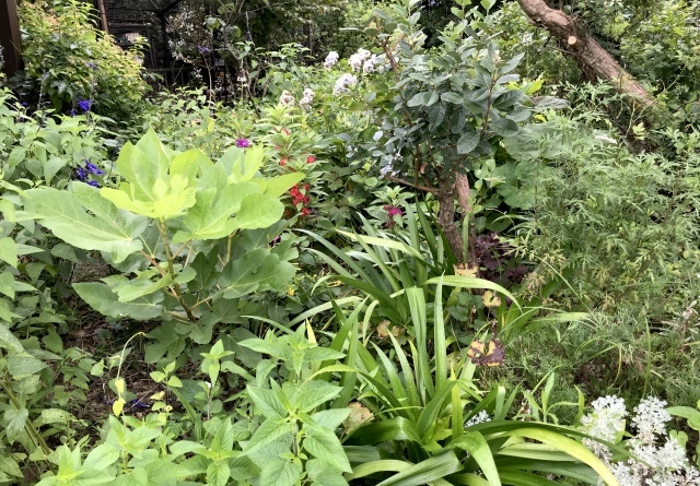 夏庭_d0101846_06232359.jpeg