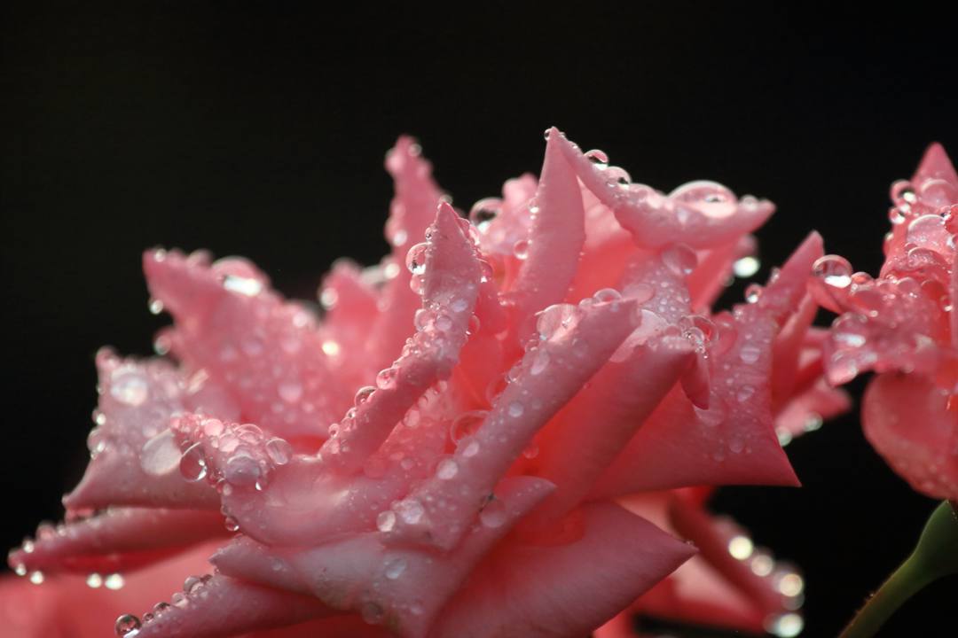 ピンクの薔薇_e0403850_20455470.jpg