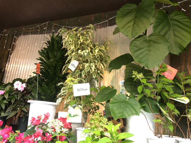 観葉植物あります 目黒区 都立大の 花屋 Moco 花と 植物で楽しい毎日 一人で全力で営業中
