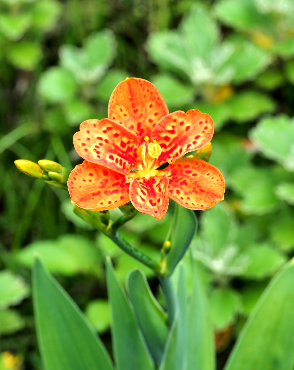 フラワーパークで 花・虫・蛙_c0305565_17051432.jpg