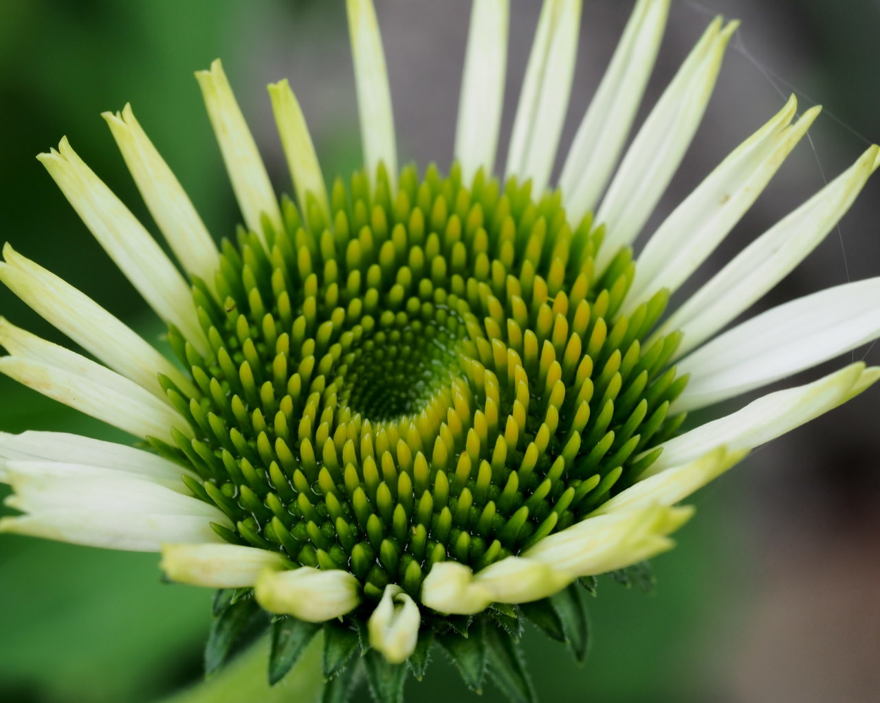 フラワーパークで 花・虫・蛙_c0305565_17060057.jpg