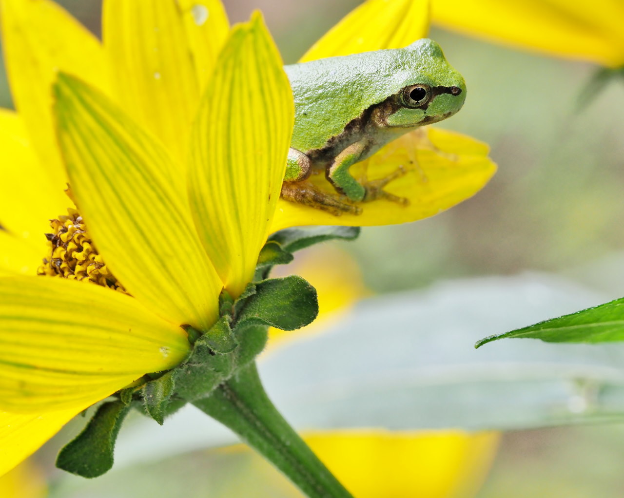 フラワーパークで 花・虫・蛙_c0305565_17064625.jpg