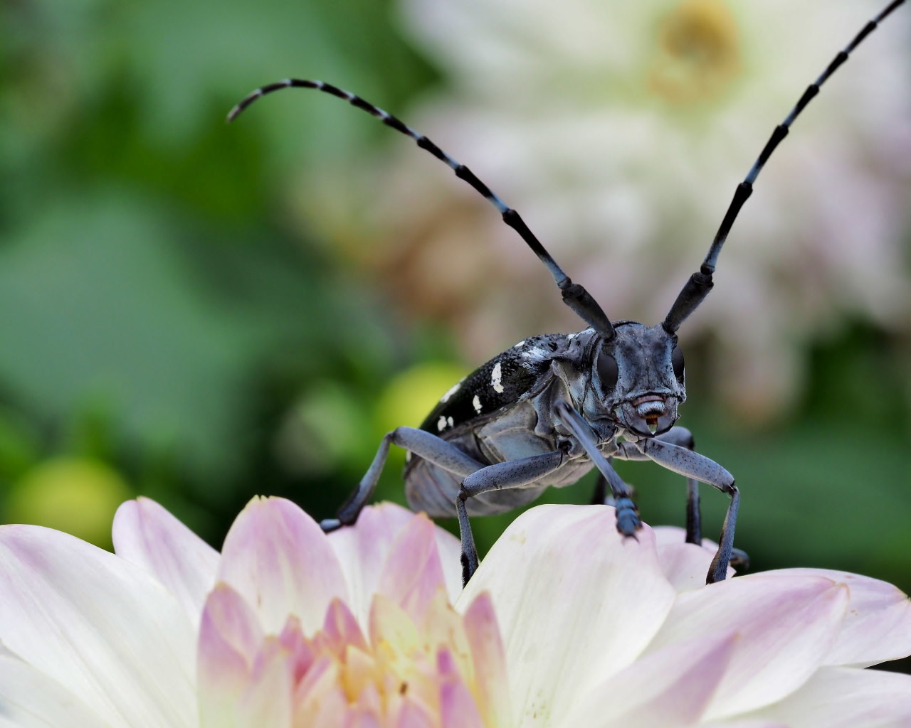 フラワーパークで 花・虫・蛙_c0305565_17094540.jpg