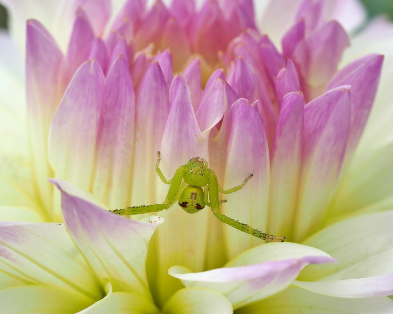 フラワーパークで 花・虫・蛙_c0305565_17104192.jpg
