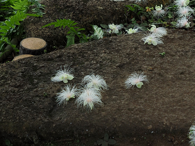 夏の夜に咲く幻の花_d0251171_13014834.jpg