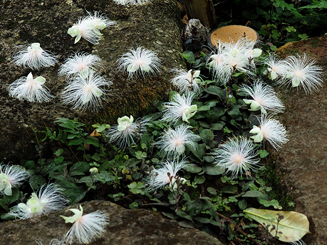夏の夜に咲く幻の花_d0251171_13020316.jpg