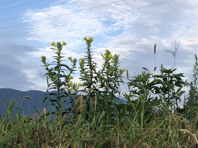 早起き。_a0394574_08591262.jpeg