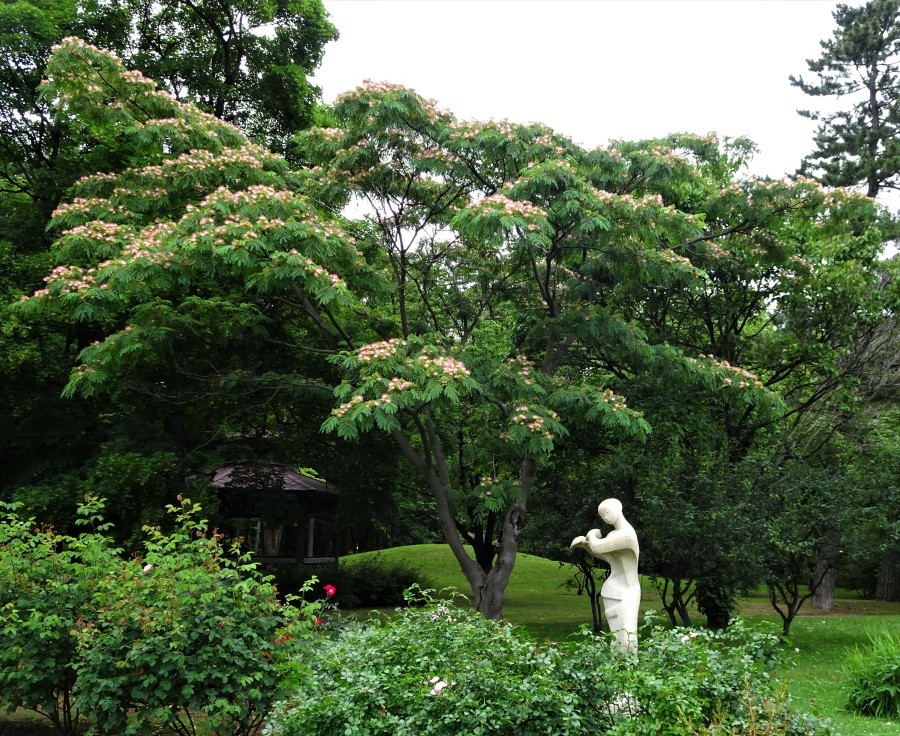 中島公園のアジサイとネムノキ_f0182885_15494951.jpg