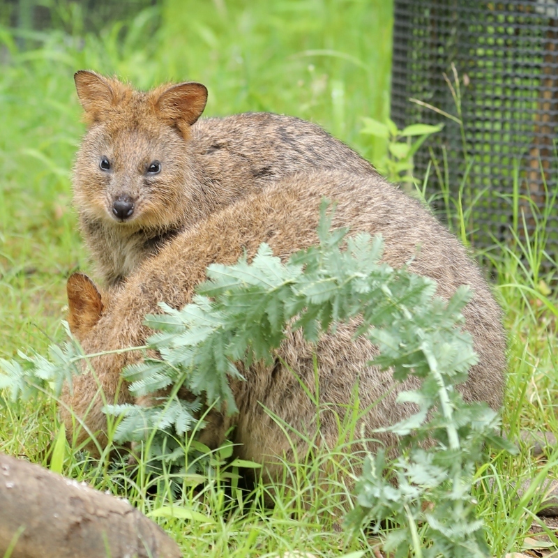 世界一幸福な動物 クオッカ ママの袋から顔を出した赤ちゃん 旅プラスの日記