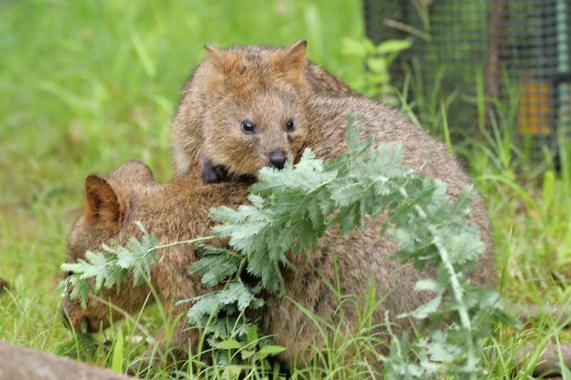 世界一幸福な動物 クオッカ ママの袋から顔を出した赤ちゃん 旅プラスの日記 世界一幸福な動物 クオッカ ママの袋から顔を出した赤ちゃん 旅プラスの日記