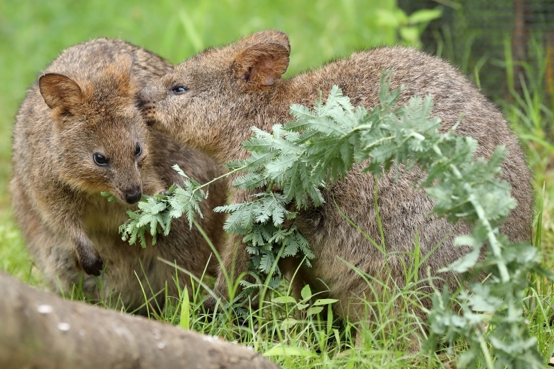世界一幸福な動物 クオッカ ママの袋から顔を出した赤ちゃん 旅プラスの日記 世界一幸福な動物 クオッカ ママの袋から顔を出した赤ちゃん 旅プラスの日記