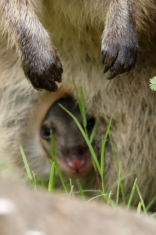 世界一幸福な動物 クオッカ ママの袋から顔を出した赤ちゃん 旅プラスの日記