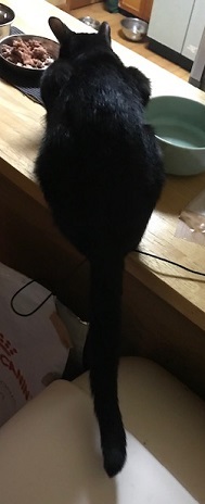 のん太くんの家族探しを始めます!_f0242002_21013016.jpg