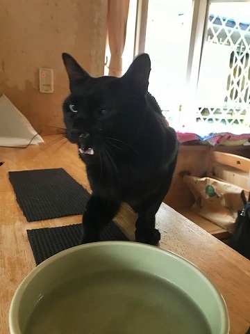 のん太くんの家族探しを始めます!_f0242002_21043923.jpg