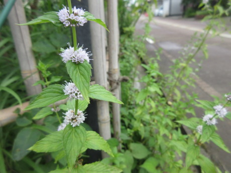 薄荷の花・畑のねこなど_a0203003_09233465.jpg