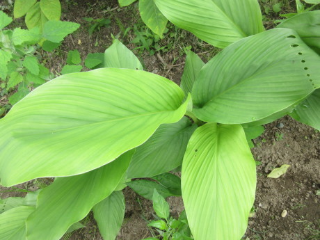 くちなしの実・茗荷の子など_a0203003_09244892.jpg