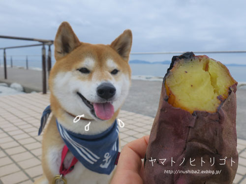 海さんぽ②【フォトムービーあり】_e0394031_09594460.jpg