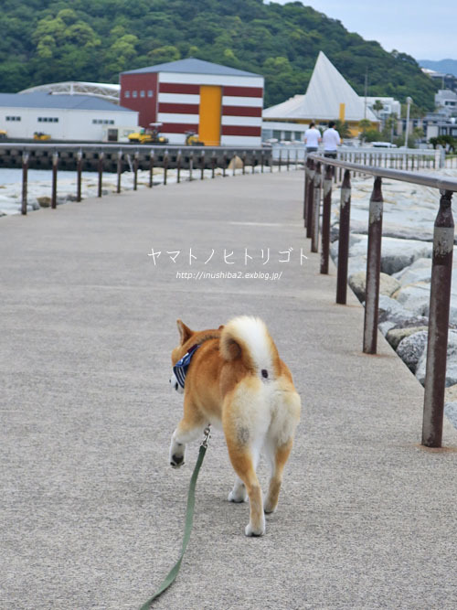 海さんぽ②【フォトムービーあり】_e0394031_09594980.jpg