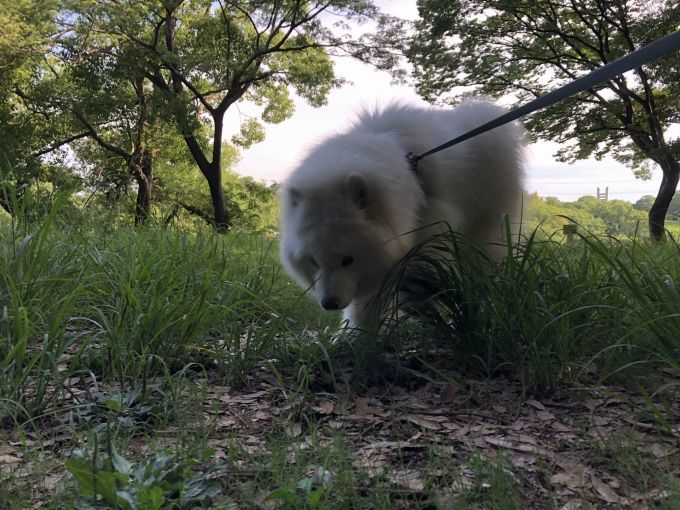 2020年7月前半 インスタ写真集 その1_f0128542_13450974.jpg