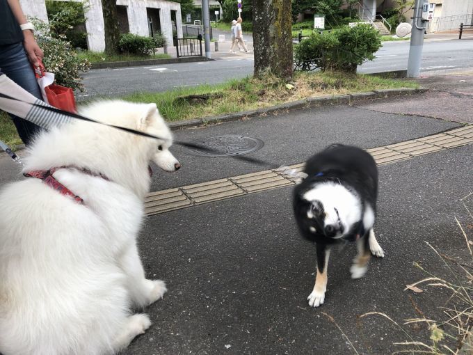 2020年7月前半 インスタ写真集 その1_f0128542_13574773.jpg