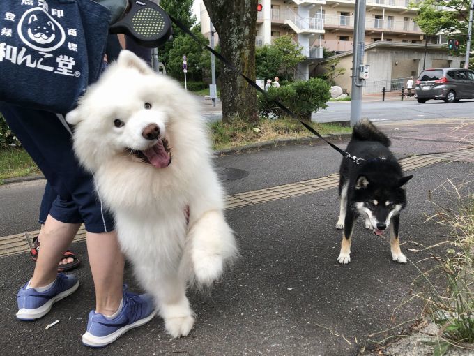 2020年7月前半 インスタ写真集 その1_f0128542_13595236.jpg