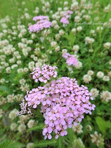 家の周りの花達 追記2件_d0356844_03372492.jpg